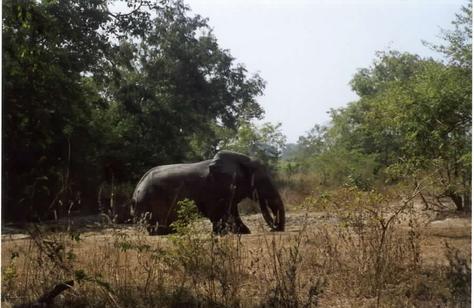 central region with elephant 2